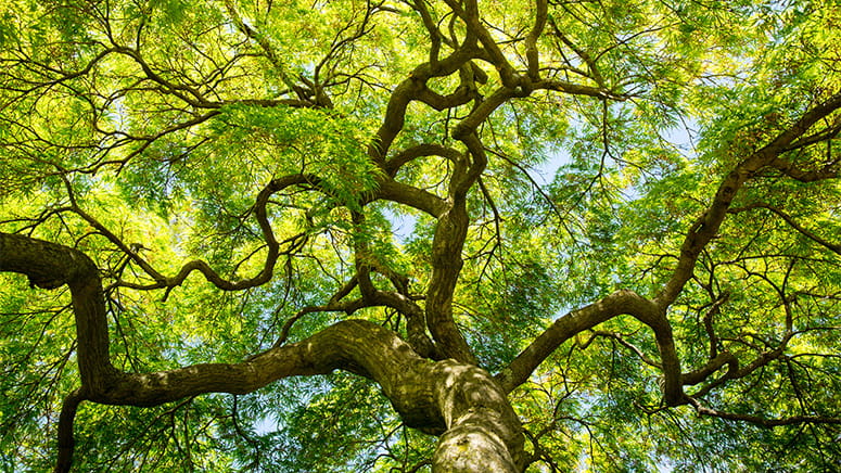 Tree canopy from below