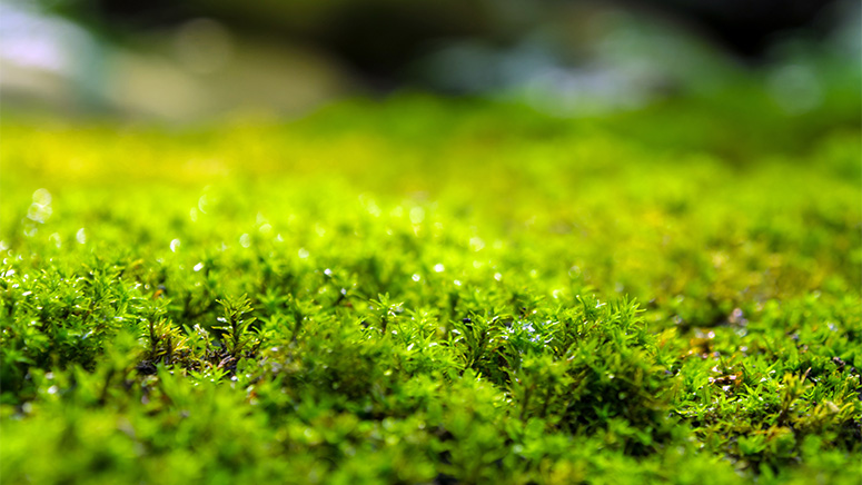 Close-up of green moss