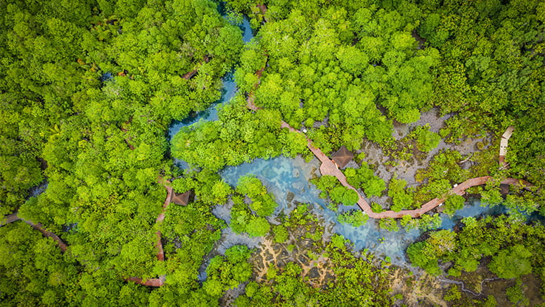 Overhead view of forest with river