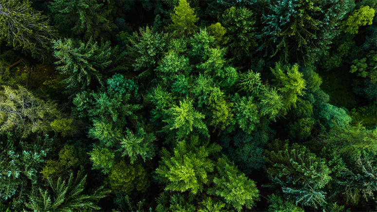 Overhead shot of an evergreen forest.